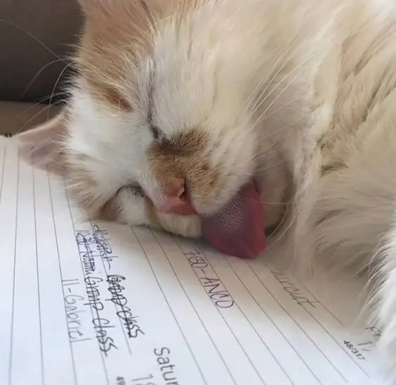 katttie