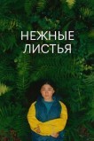 Нежные листья